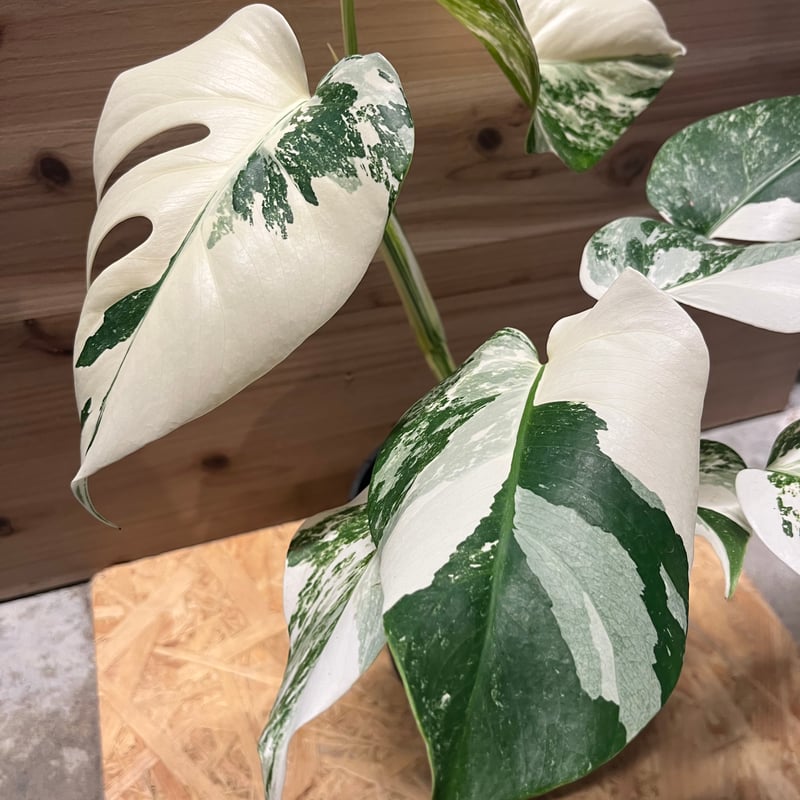 斑入りモンステラ ボルシギアナ 'ホワイトタイガー' | GREEN LUCK