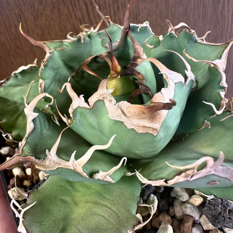 アガベ チタノタ オアハカ | GREEN LUCK