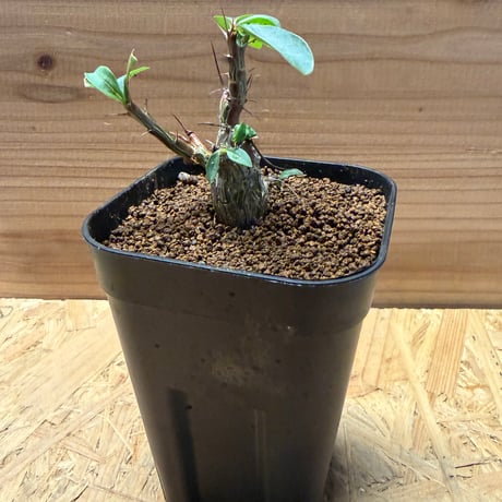 フォークイエリアファシクラータ | STORES