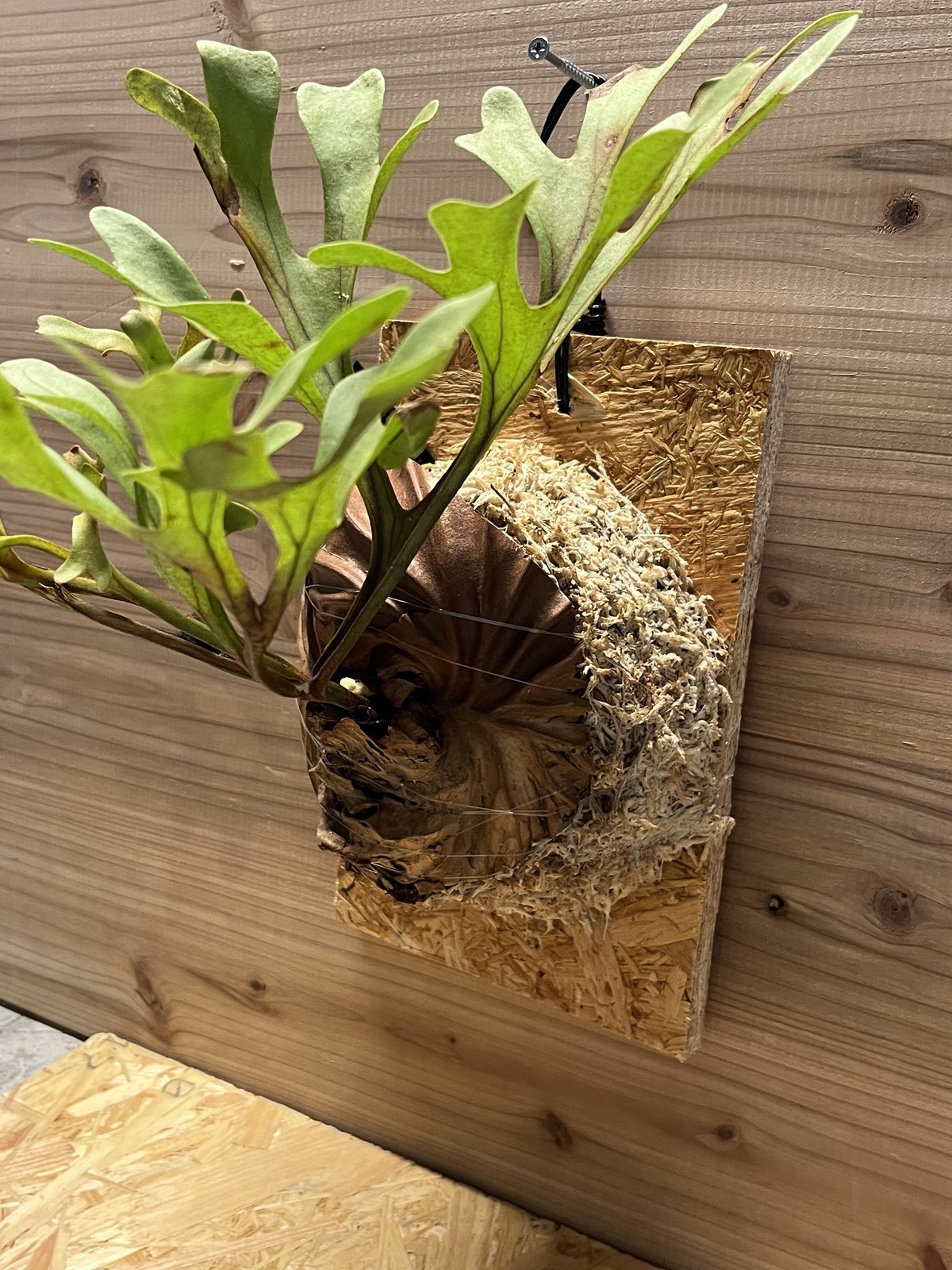 ビカクシダ リドレイ インドネシア ワイルド | GREEN LUCK