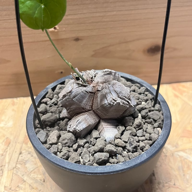 ディオスコレア エレファンティペス 亀甲竜 | GREEN LUCK