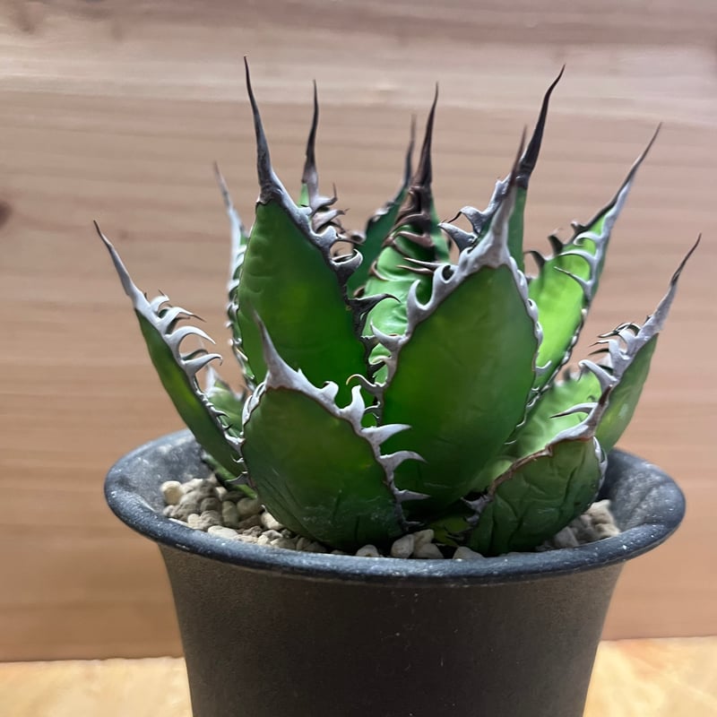 アガベ ホリダ ギルベイ オアハカ ロックガーデン ドライガーデン 陽炎