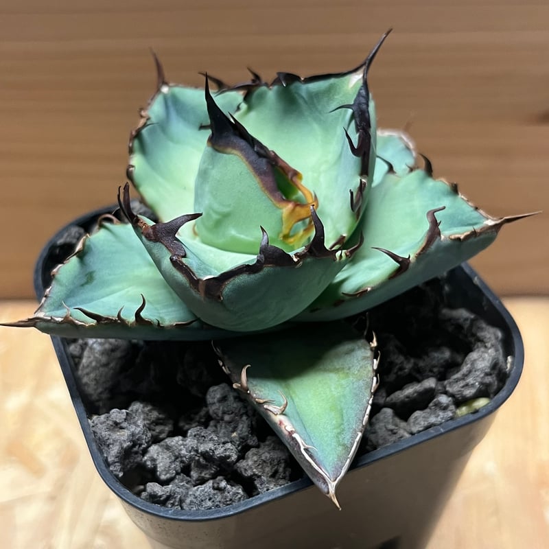 チタノタ ノーネーム コンパクタ ボールタイプ 子株付き アガベ