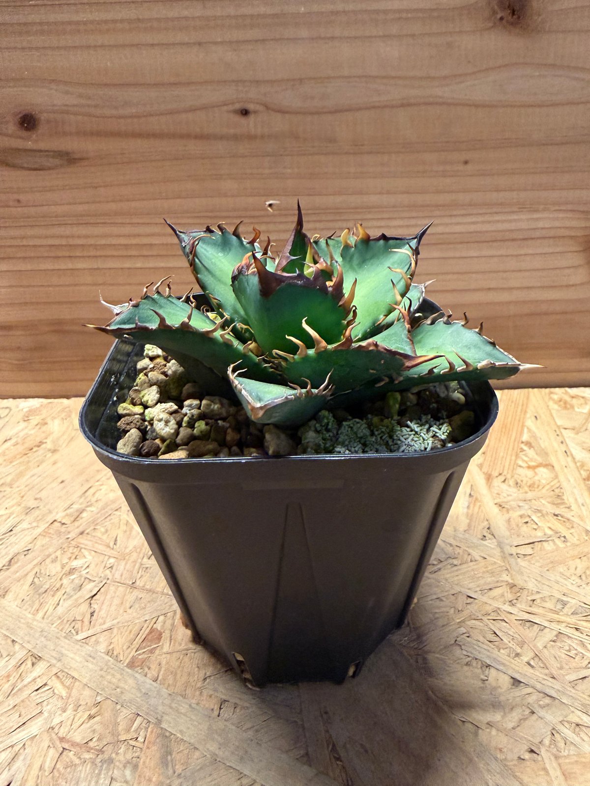 アガベ チタノタ 'レッドキャットウィーズル' | GREEN LUCK