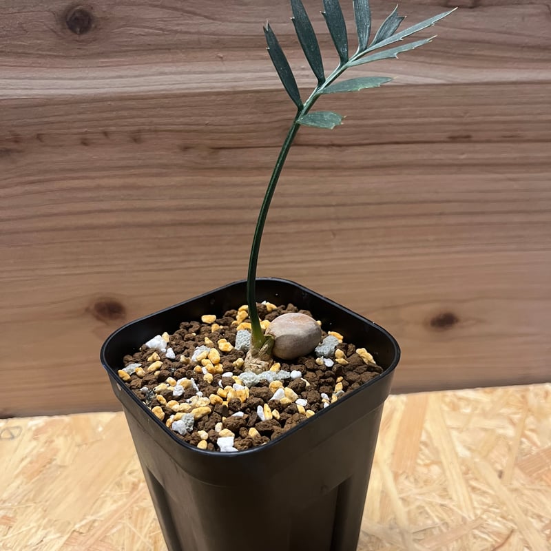 エンセファラルトス ホリダス | GREEN LUCK