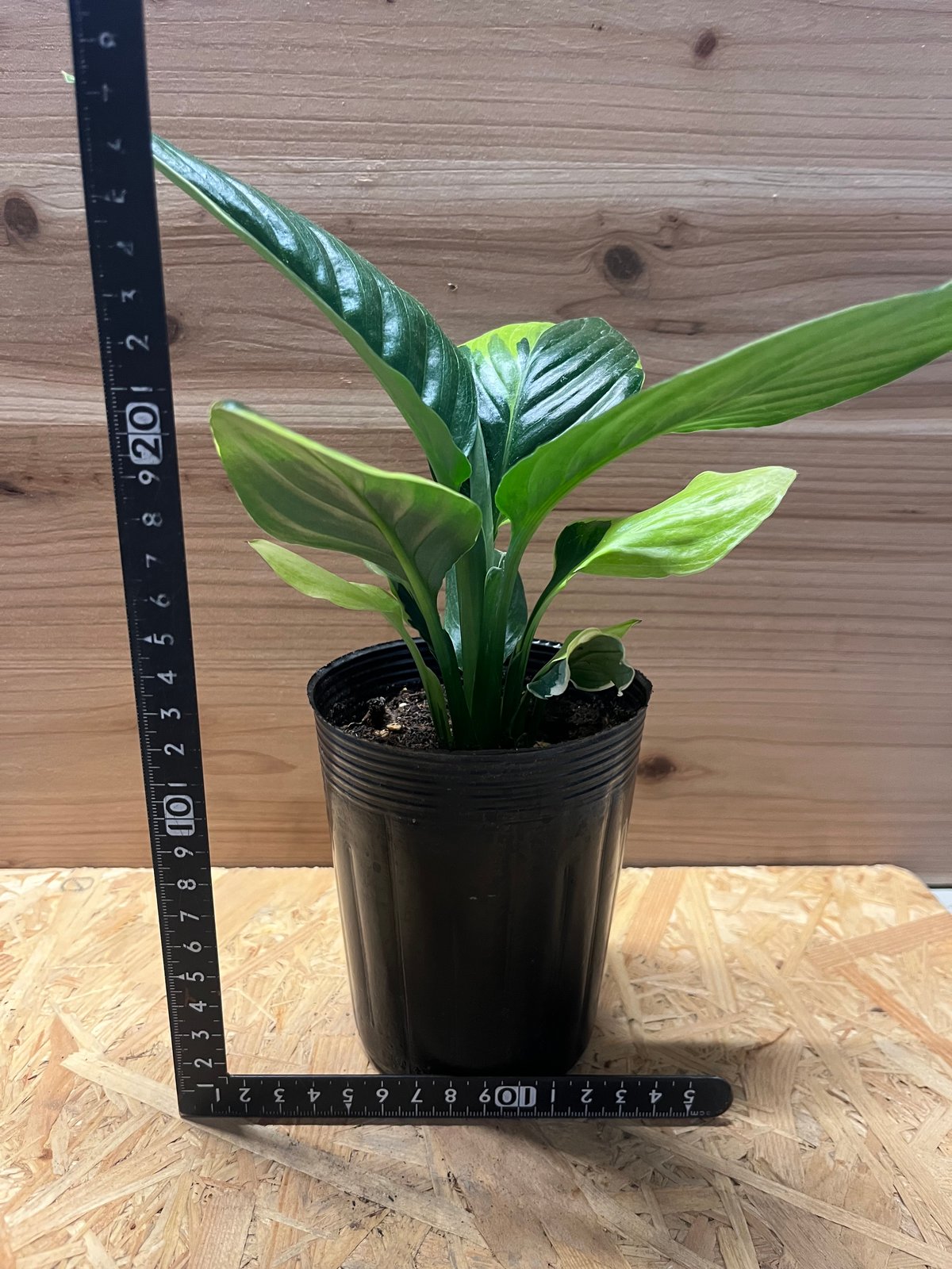 スパティフィラム センセーション 黄斑 斑入り 3号ポット ②