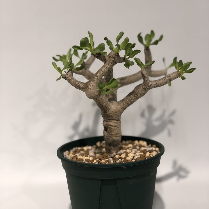 オトンナ フルカタ | GREEN LUCK