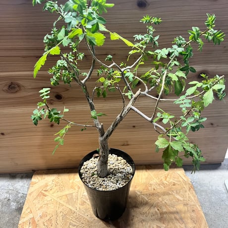 ブルセラファガロイデス | STORES