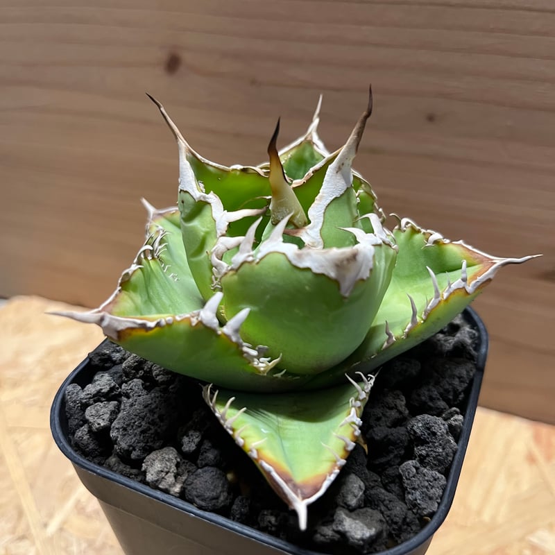 アガベ チタノタ イタリア 'NO NAME' | GREEN LUCK