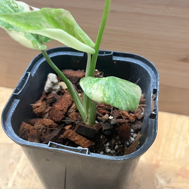 モンステラ デリシオーサ グリーンスノー | GREEN LUCK