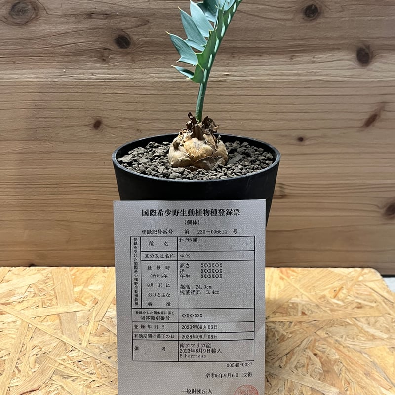 エンセファラルトス ホリダス | GREEN LUCK