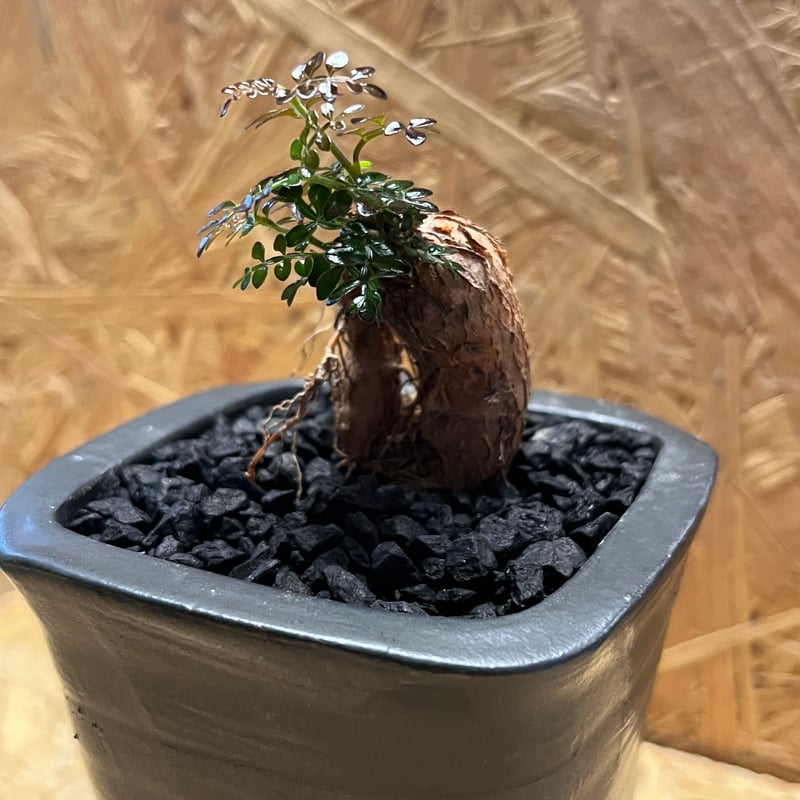 オペルクリカリア デカリー根差し×伝市鉢 | GREEN LUCK