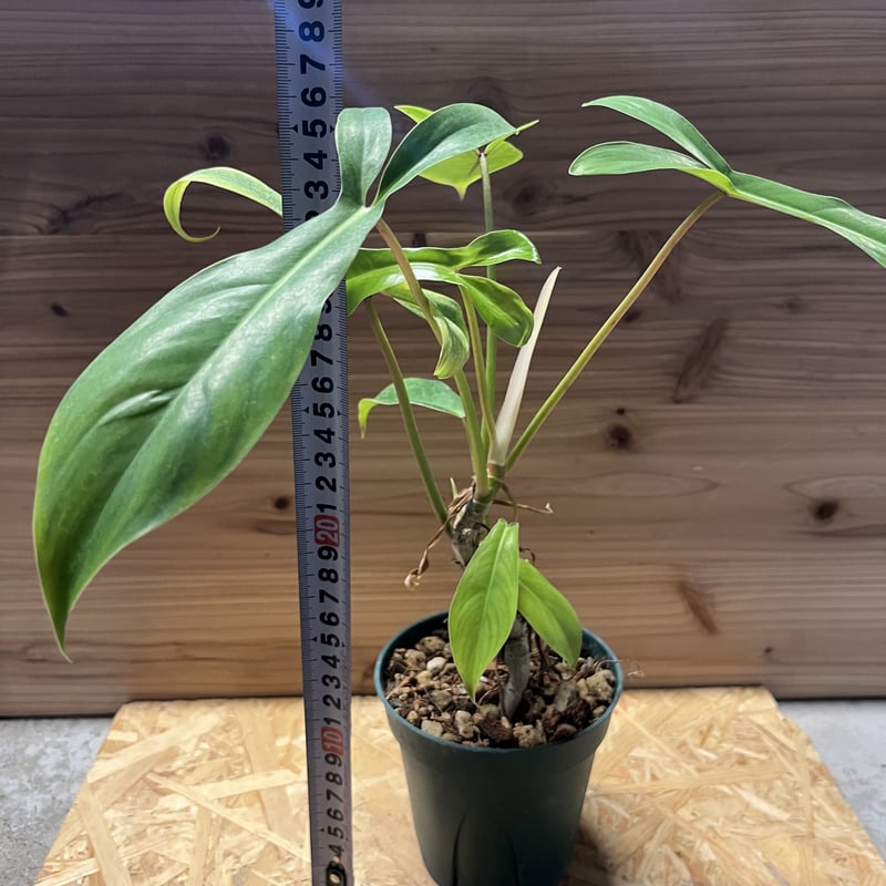 フィロデンドロン 69686 | GREEN LUCK