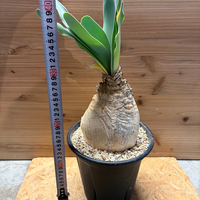 ブーファン ハエマンソイデス | GREEN LUCK