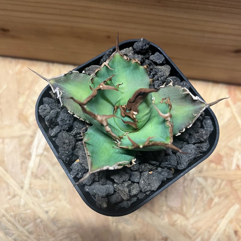 アガベ チタノタ 'NO NAME' | GREEN LUCK