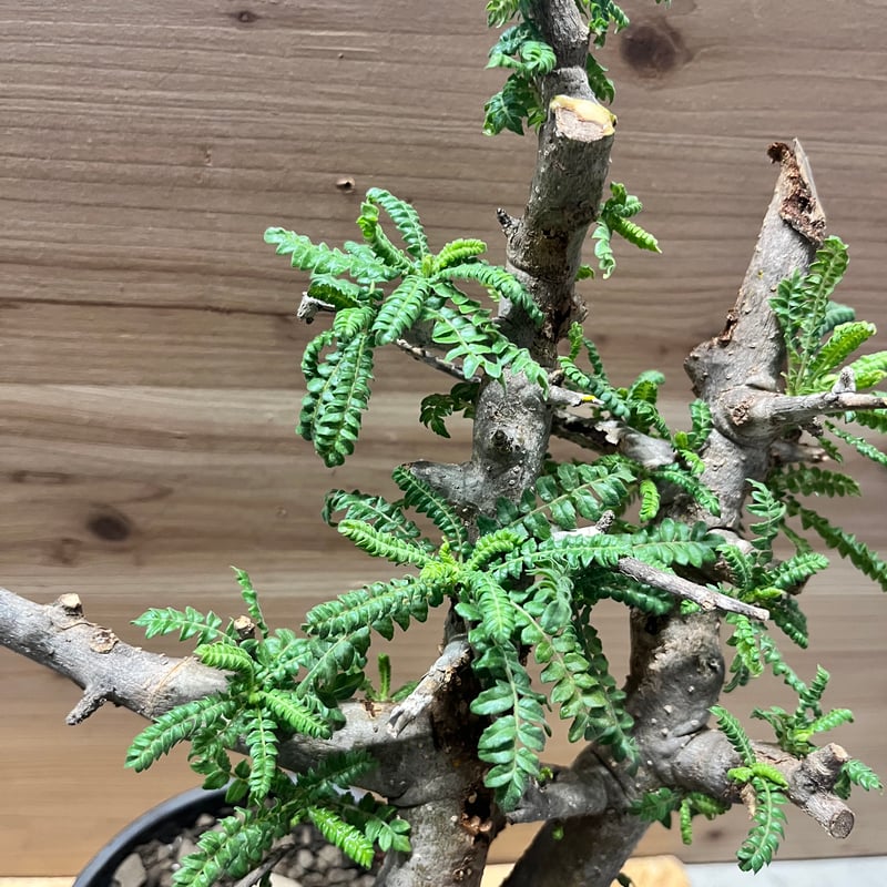 ボスウェリア ネグレクタ | GREEN LUCK