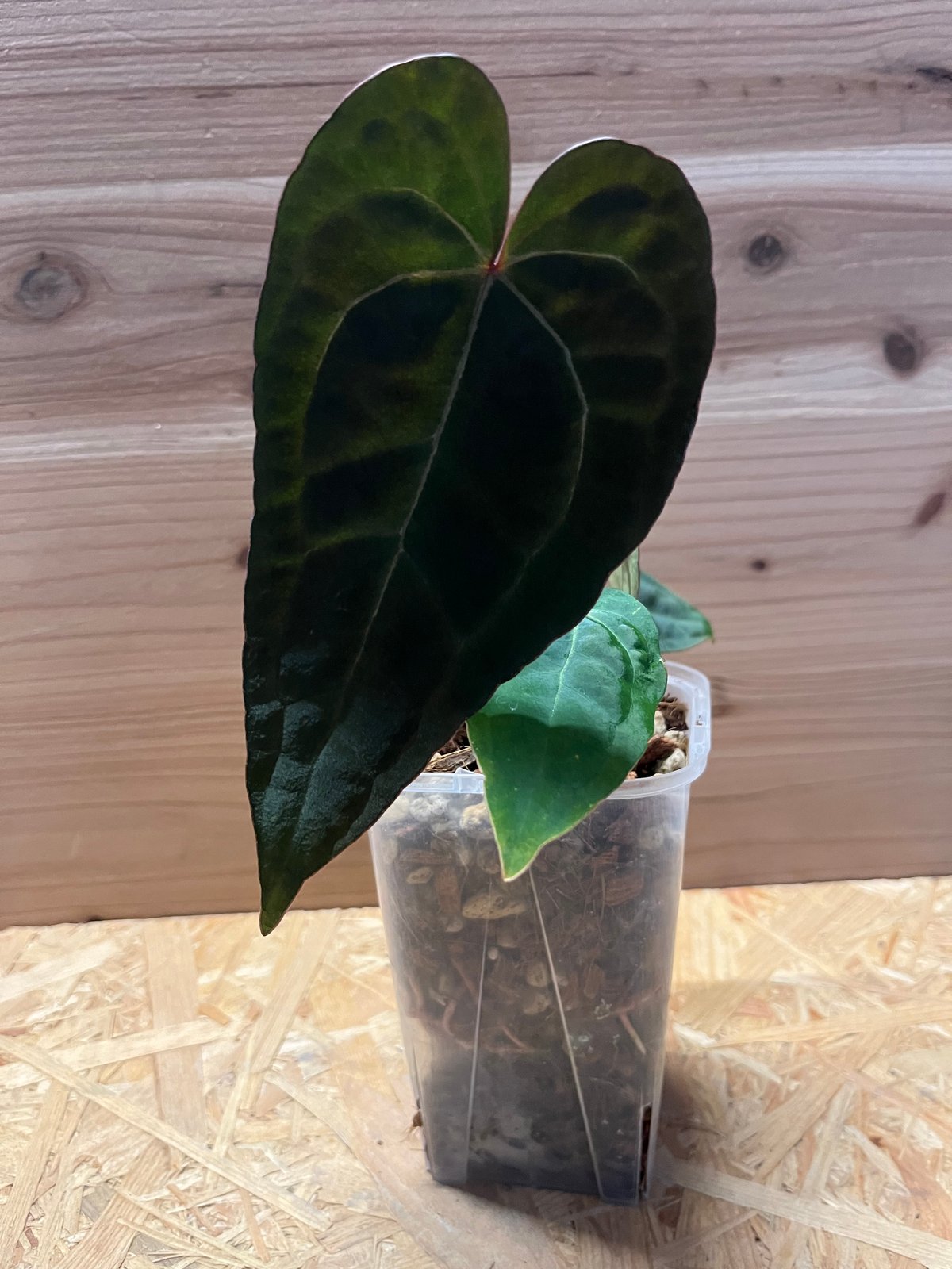 アンスリウム エース オブ スペード | GREEN LUCK