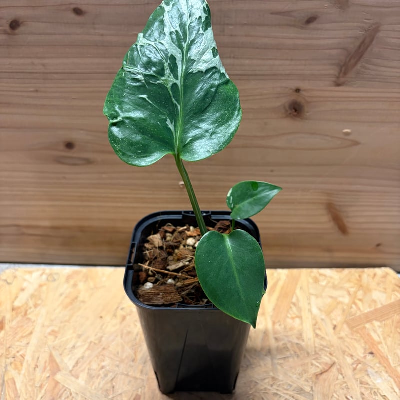 モンステラ デリシオーサ 'バルバソー' | GREEN LUCK