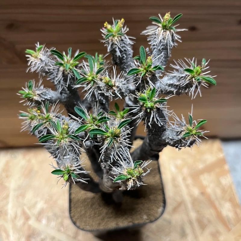 ユーフォルビア ギラウミニアナ 現地株 発根済み | GREEN LUCK