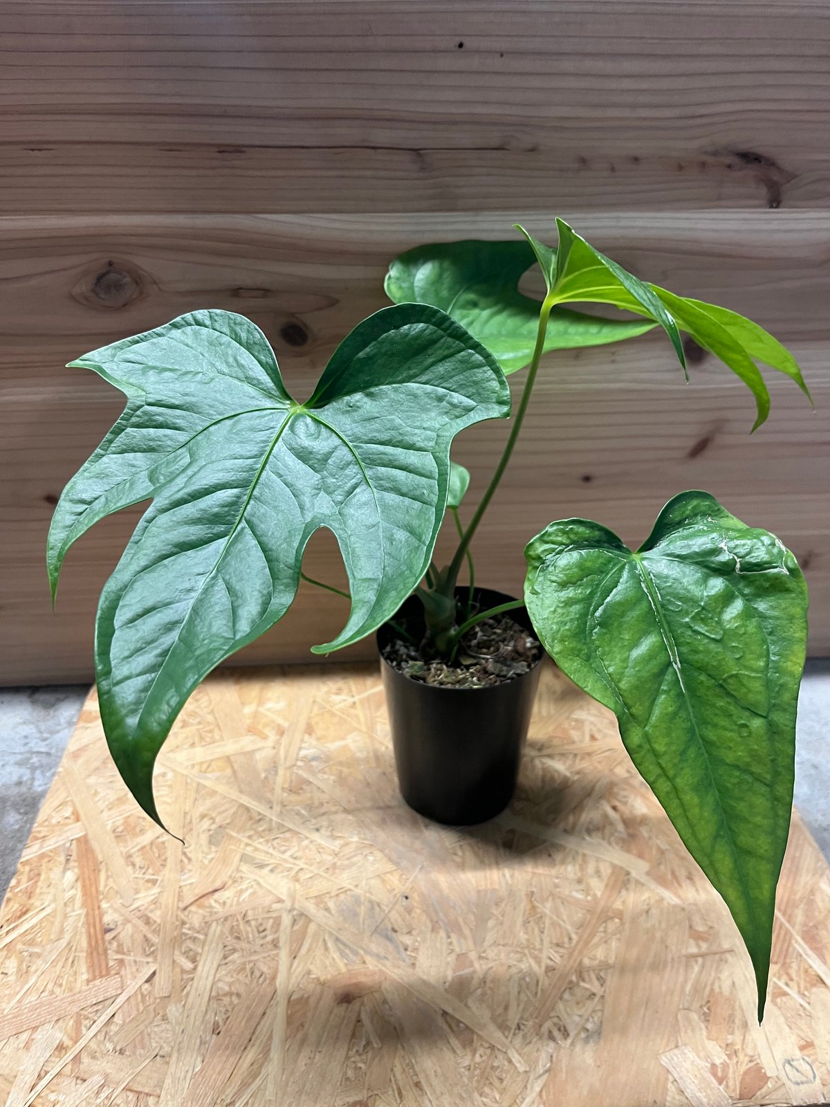 アンスリウム ペダトラディアツム | GREEN LUCK