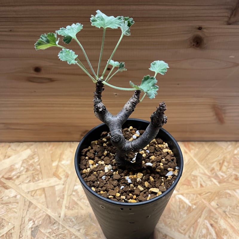 ペラルゴニウム ミラビレ | GREEN LUCK