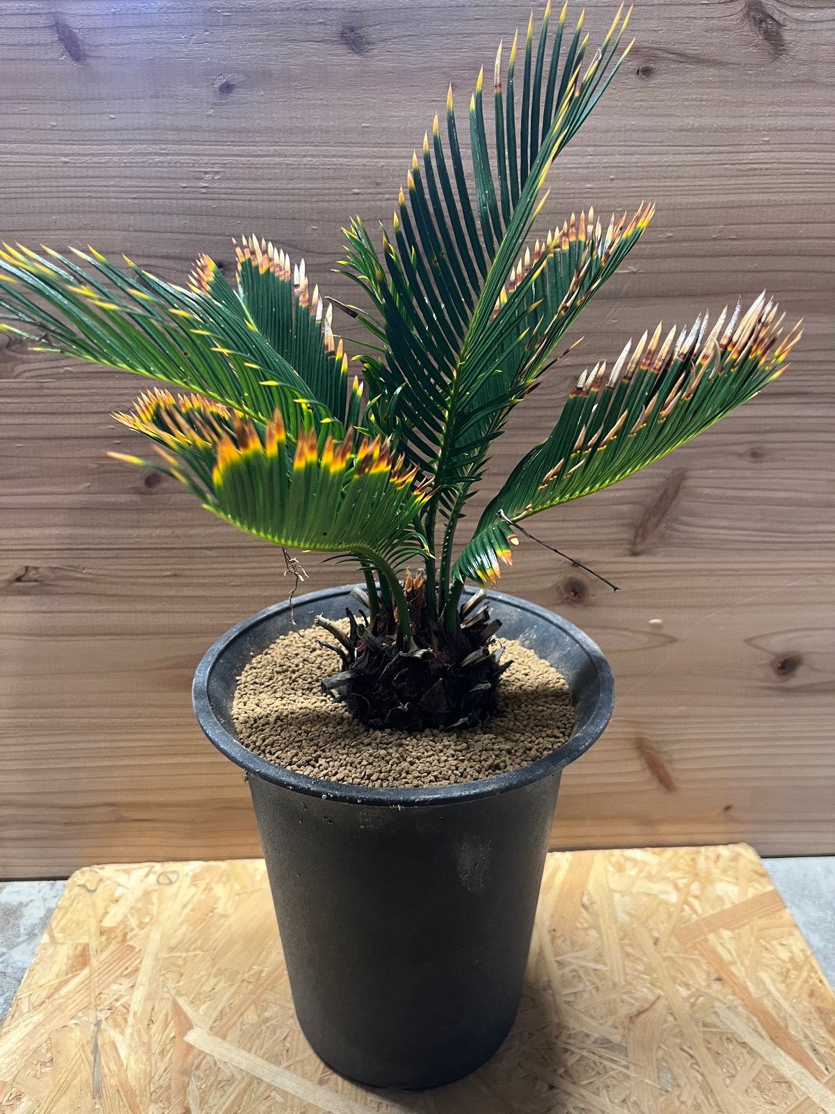 fit=scale-down,w=1200