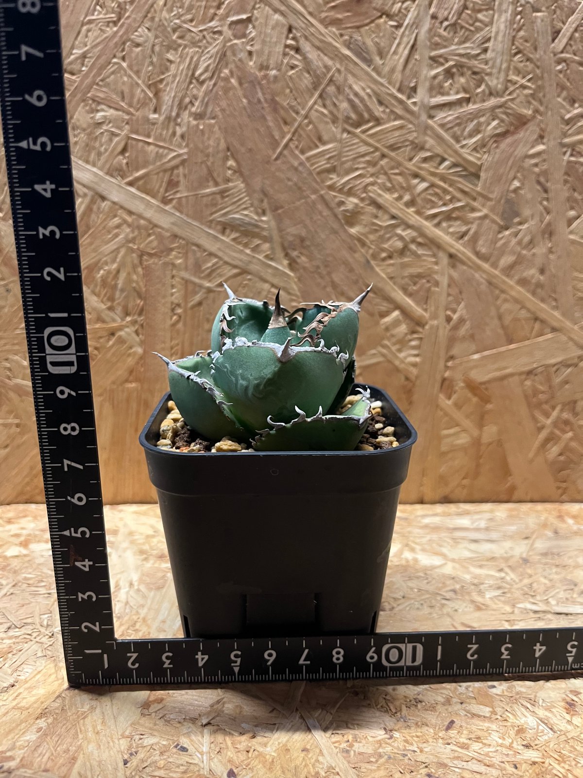 アガベ チタノタ ジャガーノート ハイブリッド | GREEN LUCK