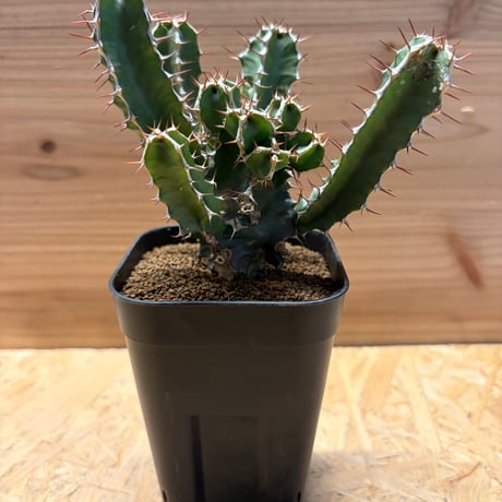 ユーフォルビアムランジーナ | STORES