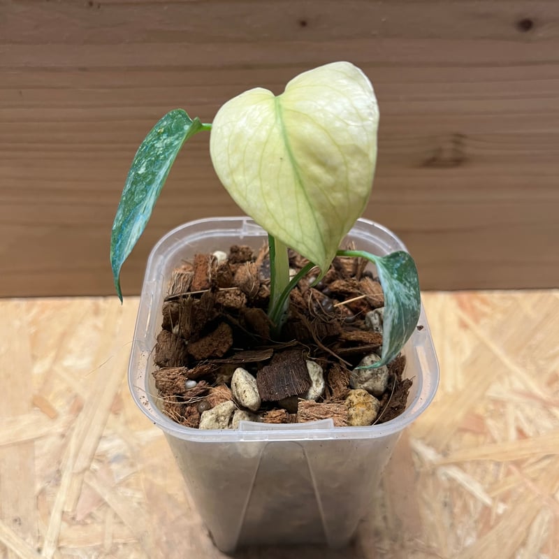 モンステラ デリシオーサ ホワイトモンスター | GREEN LUCK