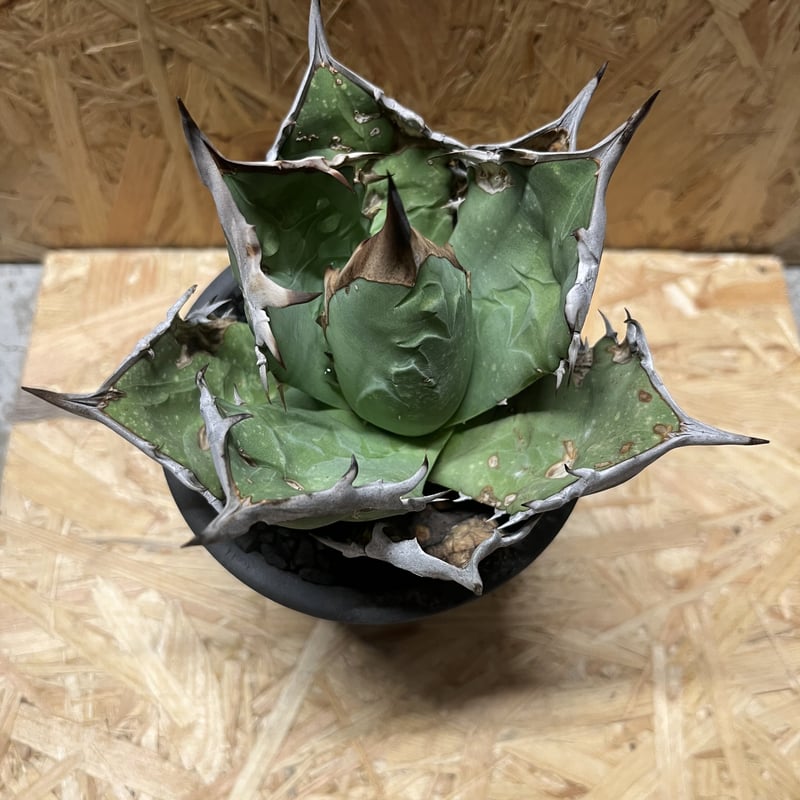 アガベ チタノタ オアハカ×伝市鉢 | GREEN LUCK