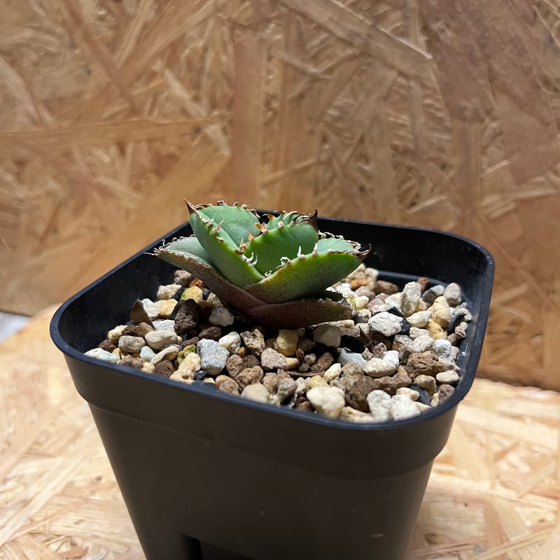 アガベ チタノタ クラウン 皇冠 | GREEN LUCK