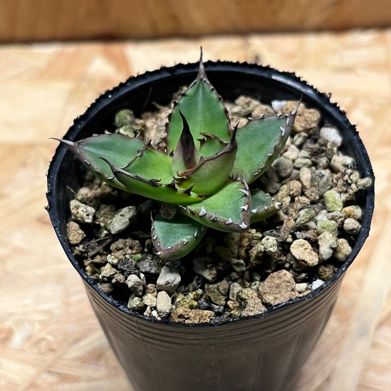 アガベ ホリダ 実生 | GREEN LUCK