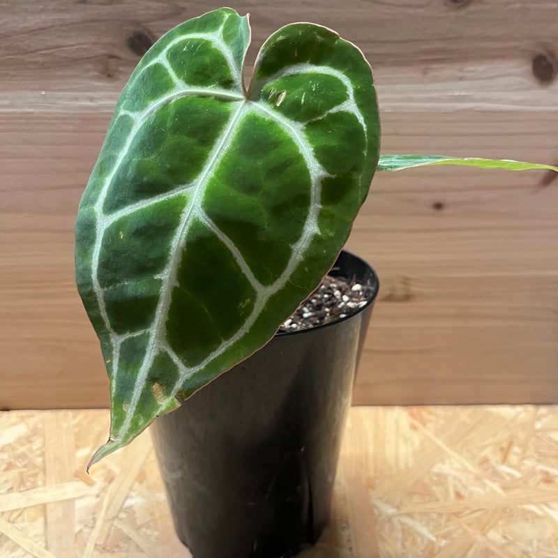 アンスリウム クリスタリナム | GREEN LUCK