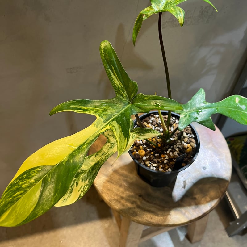 フィロデンドロン フロリダビューティー | GREEN LUCK