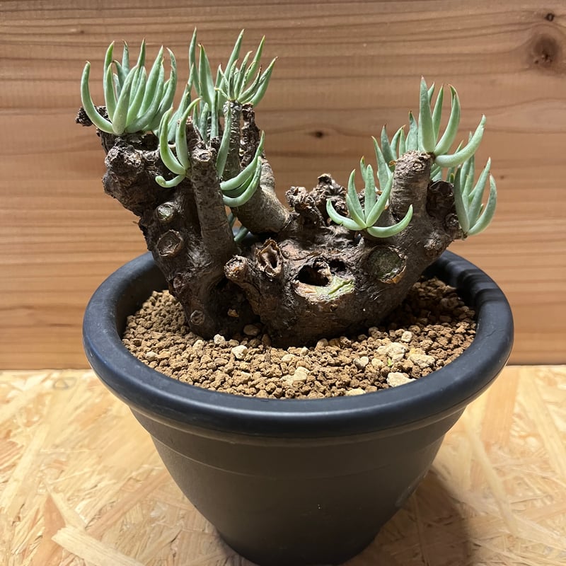 チレコドン ペアルソニー | GREEN LUCK