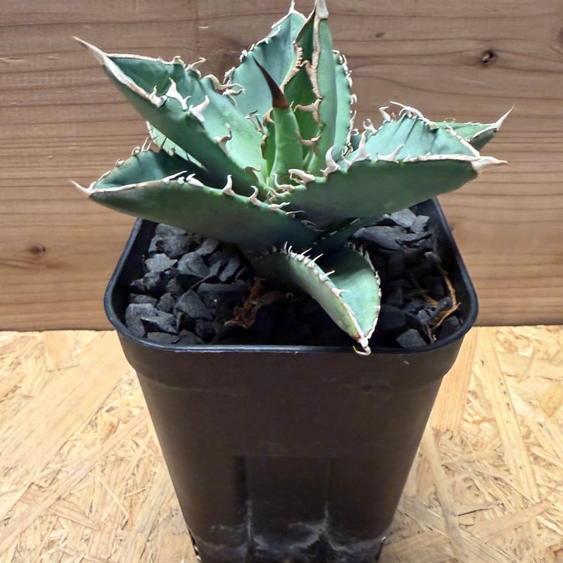 アガベ チタノタ オテロイ オアハカ実生 | GREEN LUCK