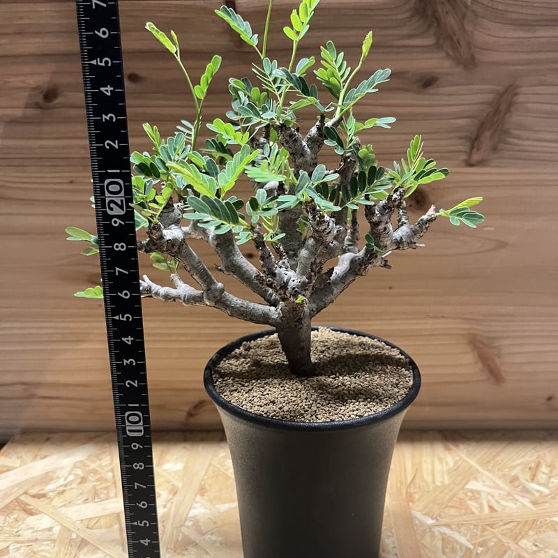 センナ メリディオナリス | GREEN LUCK