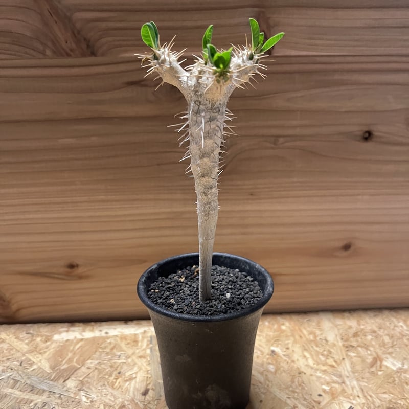 ユーフォルビア ギラウミニアナ 実生 | GREEN LUCK