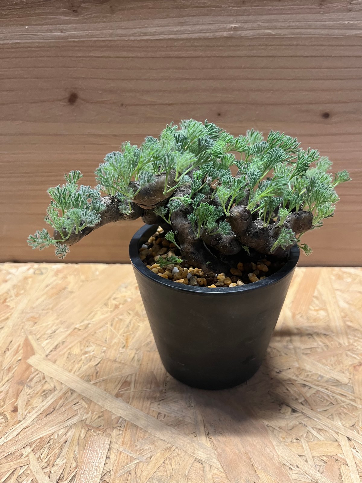 モンソニア ムルチフィダ | GREEN LUCK