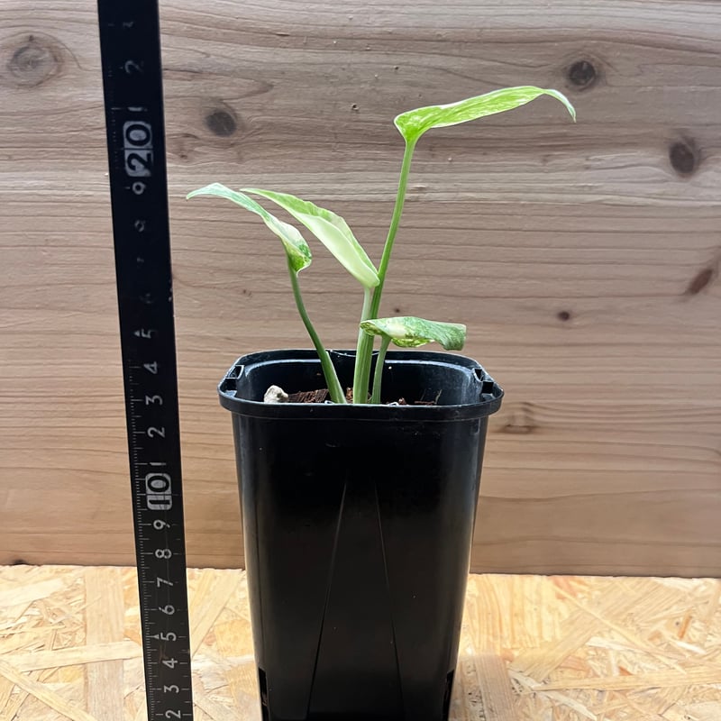 モンステラ デリシオーサ グリーンスノー | GREEN LUCK