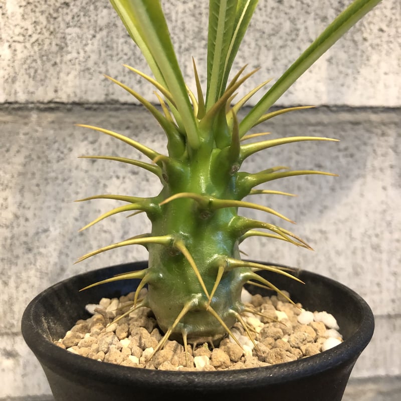 パキポディウム アンボンゲンセ実生 | GREEN LUCK