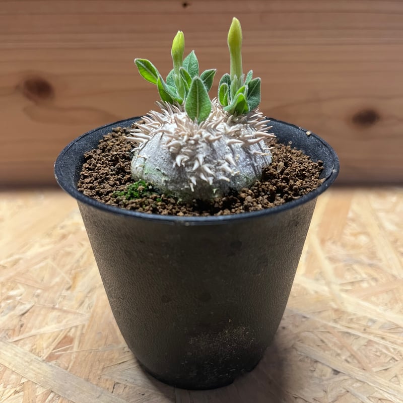 パキポディウム 恵比寿笑い | GREEN LUCK