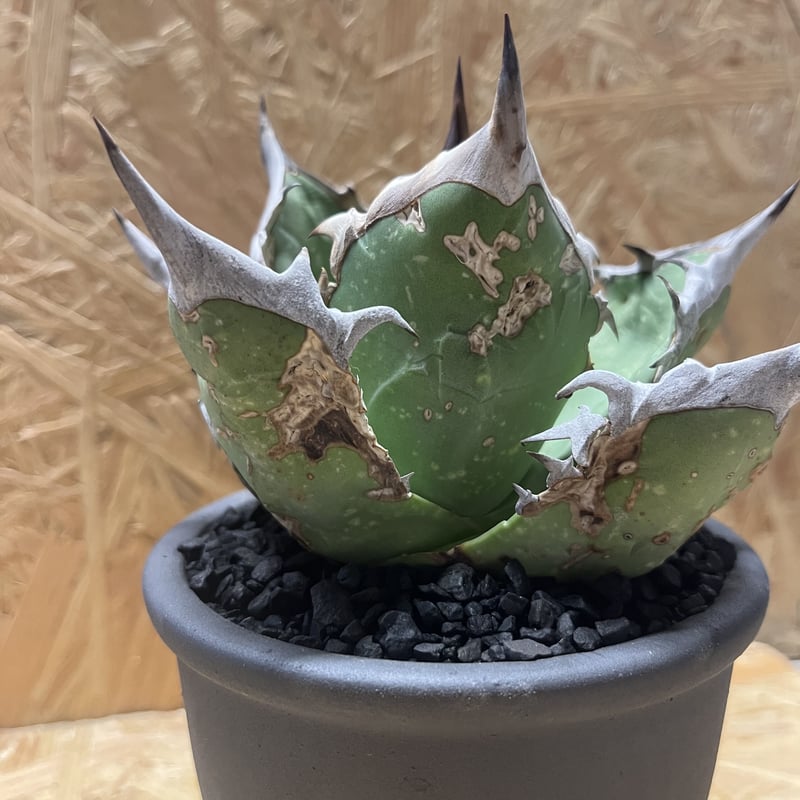 アガベ チタノタ オアハカ×伝市鉢 | GREEN LUCK