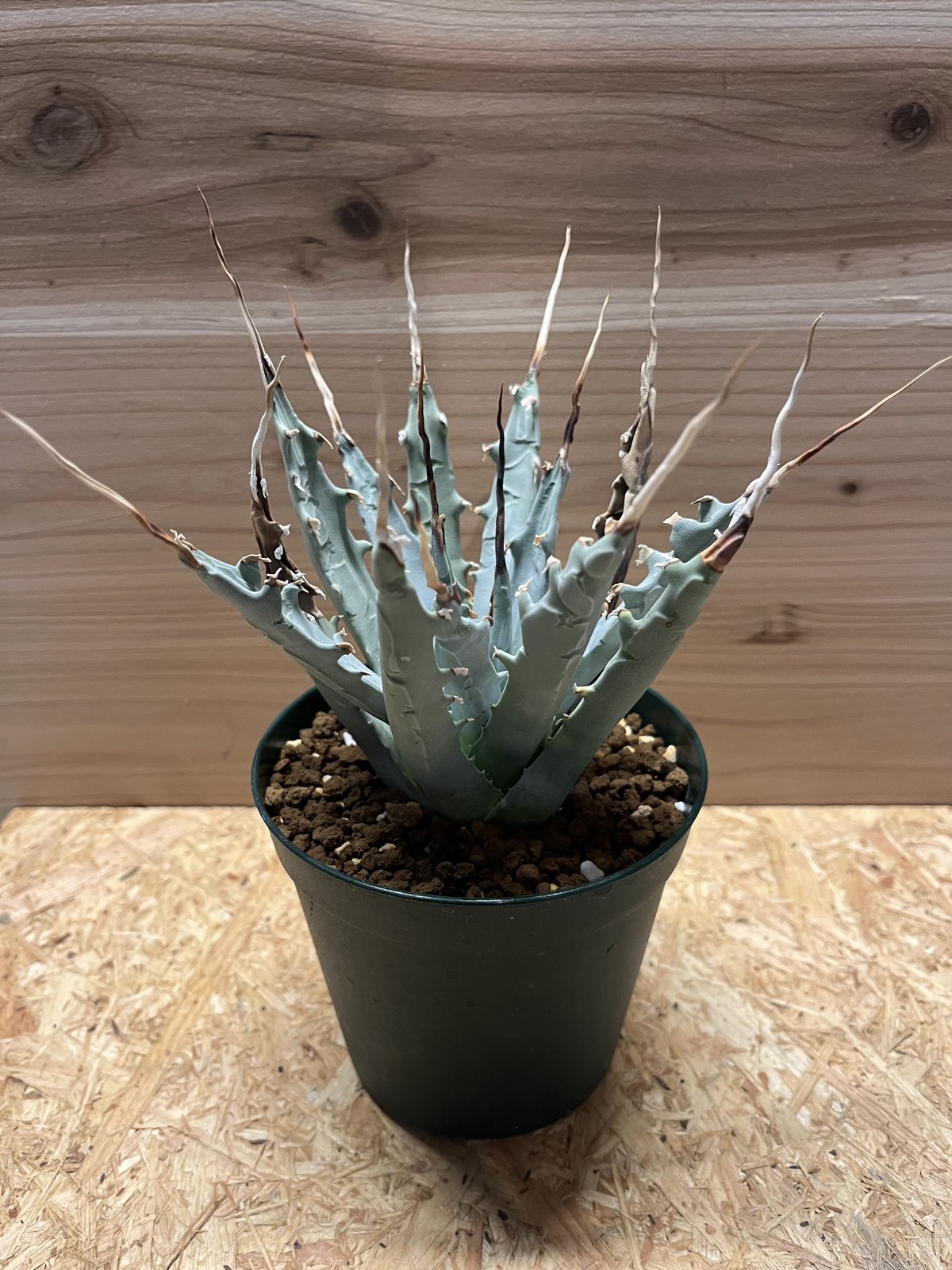 アガベ ユタエンシス エボリスピナ 陽炎 | GREEN LUCK