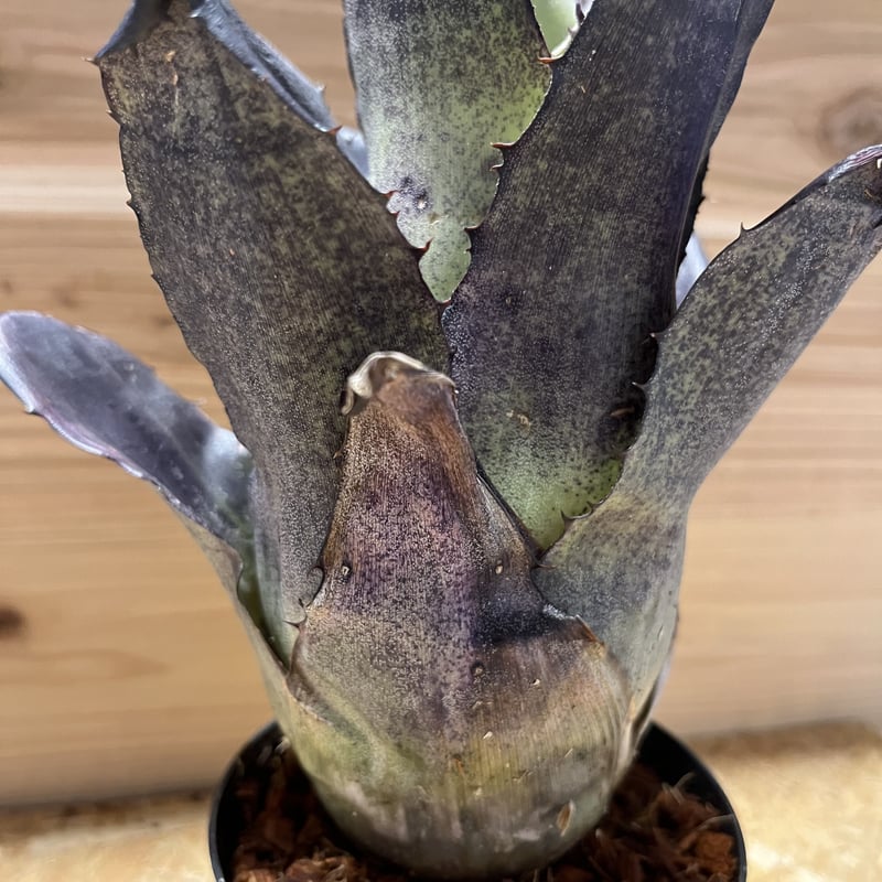 ホヘンベルギア レオポルドホルスティ ブラックフォーム | GREEN LUCK