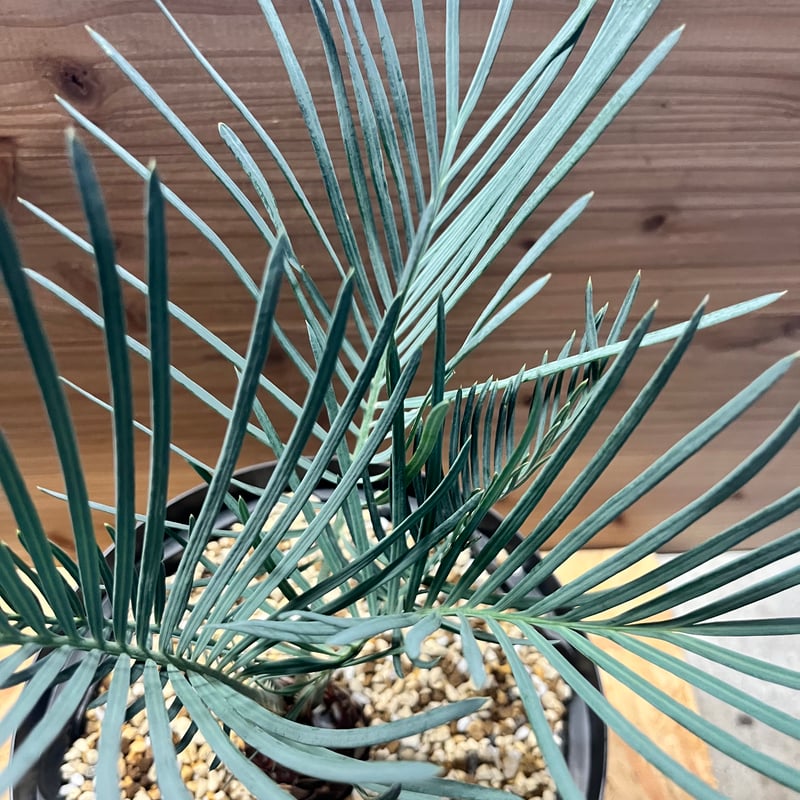 サイカス コッツシアーナ | GREEN LUCK