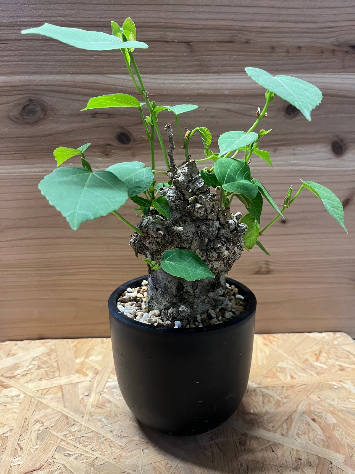 オオハマボウ （ユウナ） | GREEN LUCK