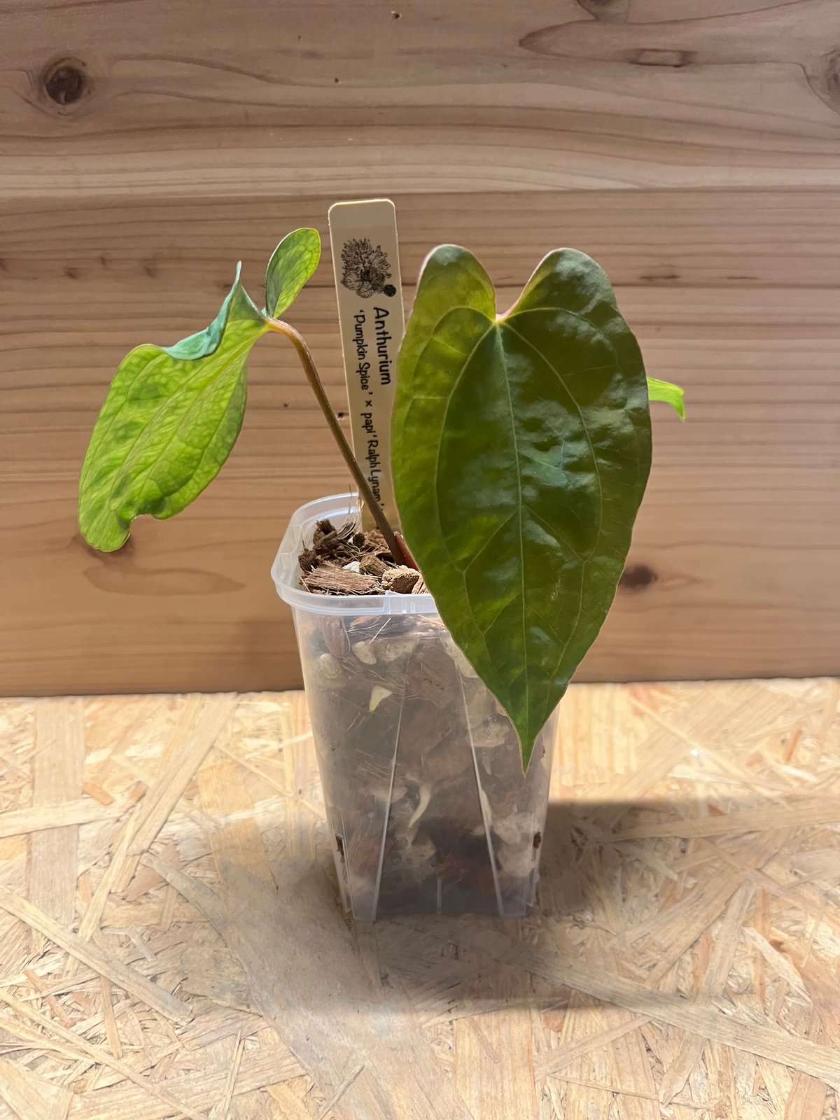 アンスリウム パンプキンスパイス×パピリラミナム ラルフライナム