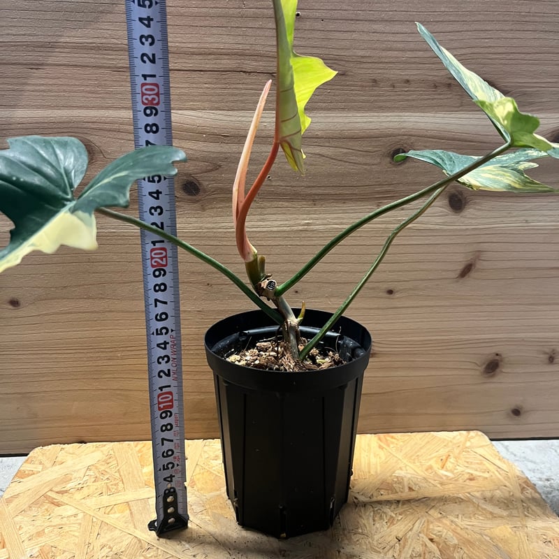 フィロデンドロン 'キティナ' （フロリダビューティー×マヨイ