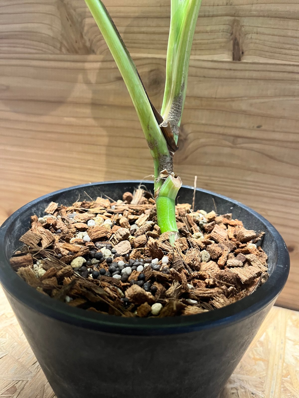 モンステラ デリシオーサ 'ホワイトラヴァ' | GREEN LUCK